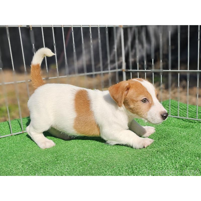 販売中の千葉県のジャックラッセルテリア-425368の5枚目