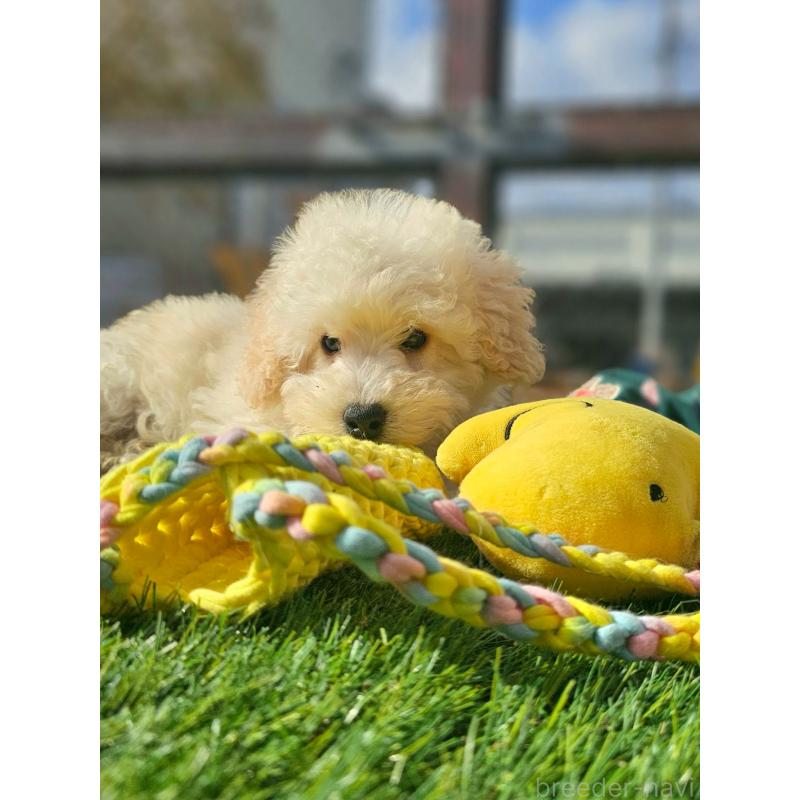 成約済の長野県のトイプードル-418626の8枚目