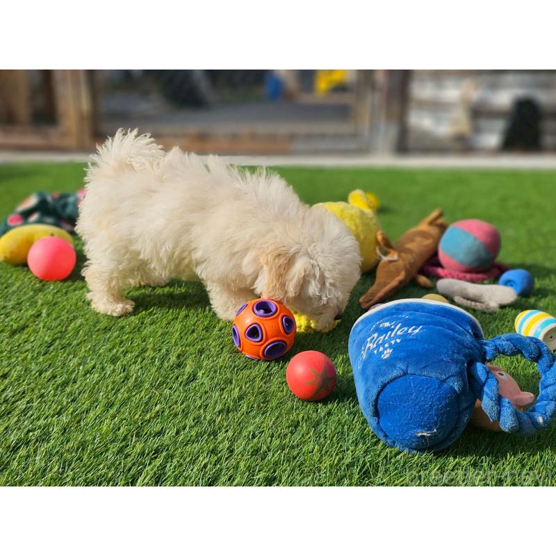 成約済の長野県のトイプードル-418626の7枚目