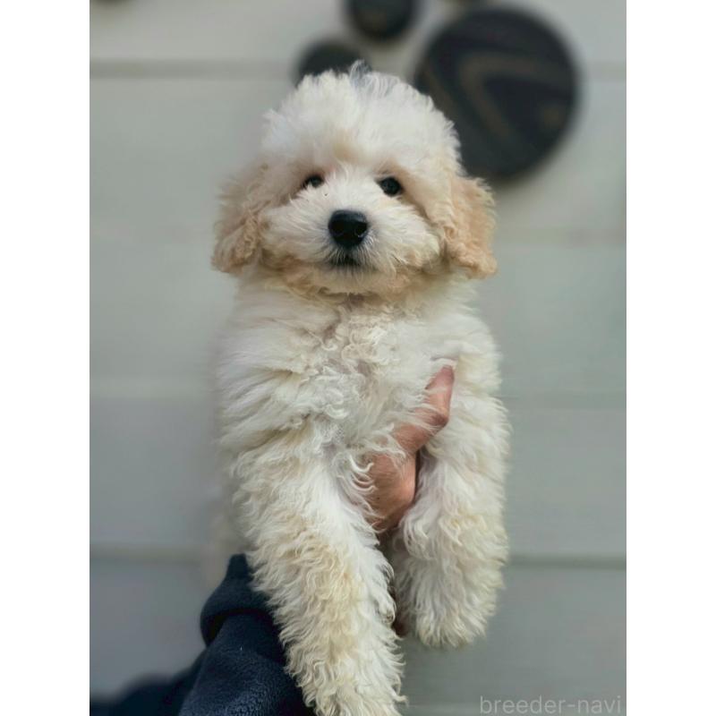 成約済の長野県のトイプードル-418626の6枚目