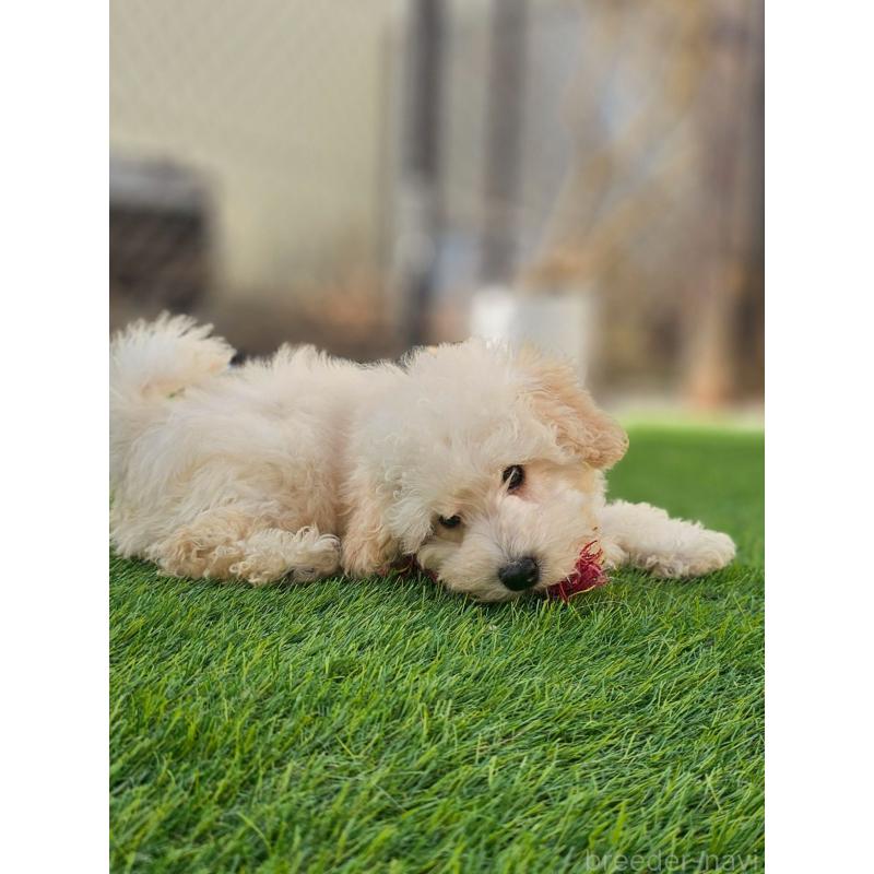 成約済の長野県のトイプードル-418626の5枚目