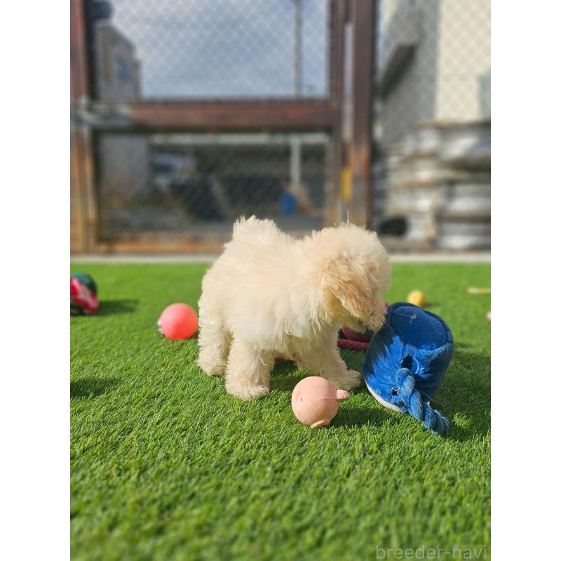 成約済の長野県のトイプードル-418626の4枚目