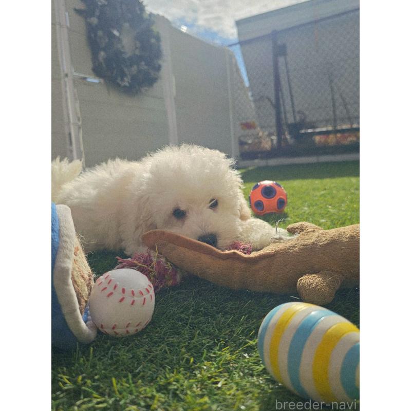 成約済の長野県のトイプードル-418626の3枚目