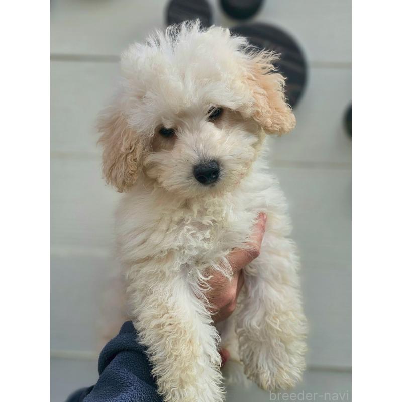 成約済の長野県のトイプードル-418626の2枚目