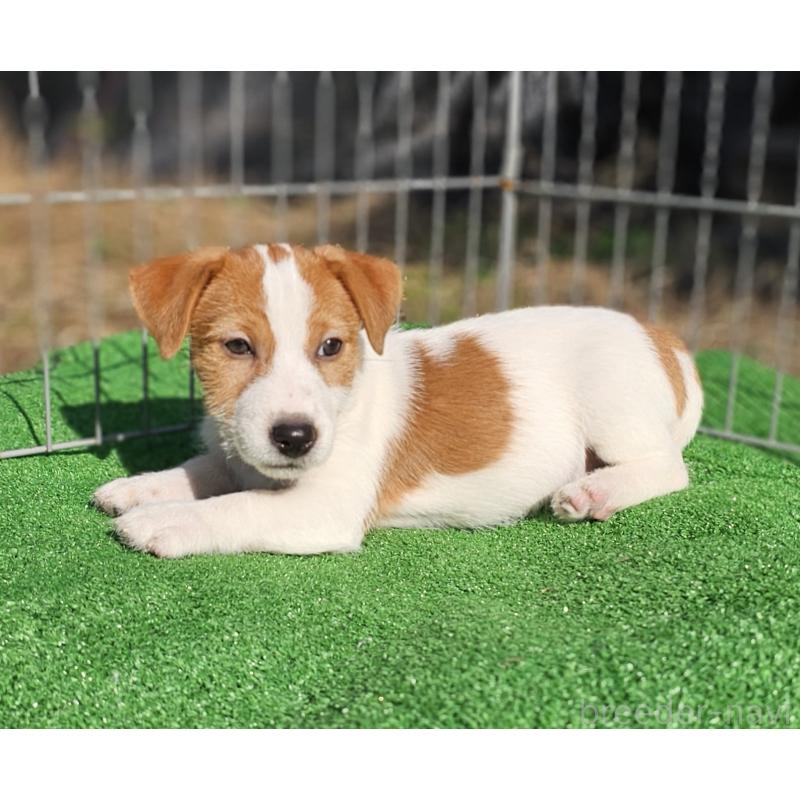 販売中の千葉県のジャックラッセルテリア-425368の4枚目