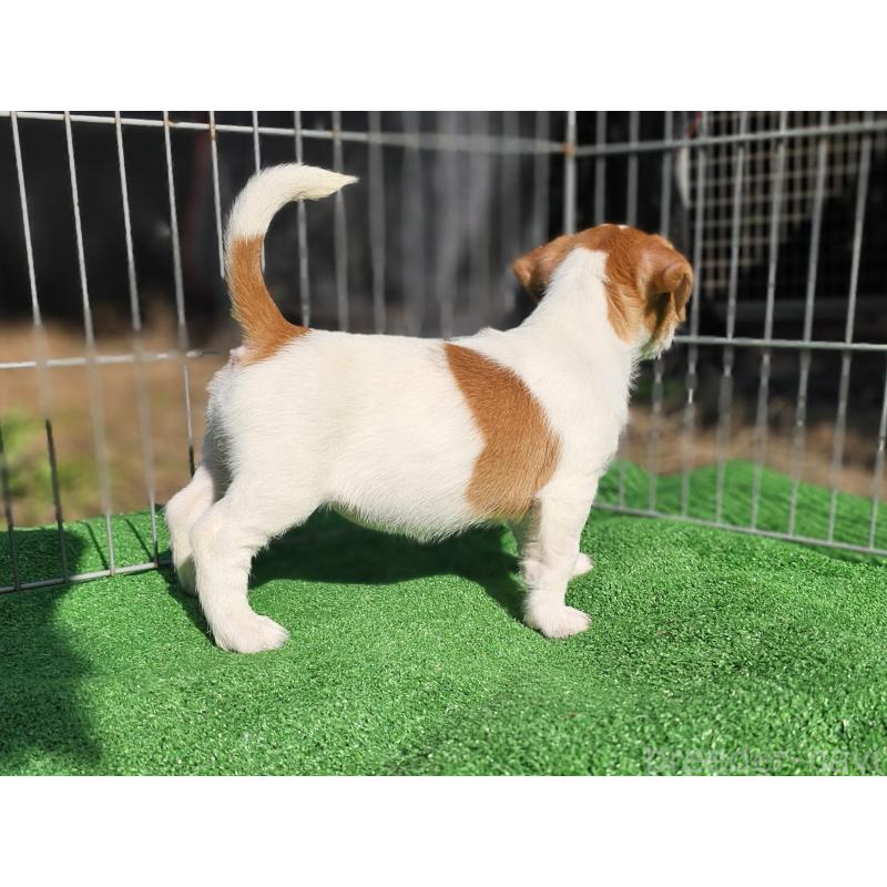 販売中の千葉県のジャックラッセルテリア-425368の3枚目