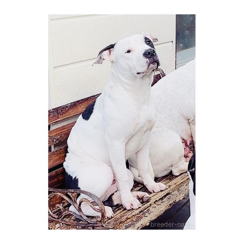 販売中ののアメリカンピットブルテリア-390467