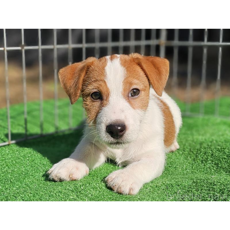 販売中の千葉県のジャックラッセルテリア-425368の2枚目