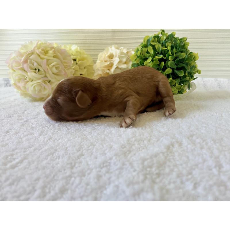 販売中の福岡県のキャバプー:キャバリア×トイプードル-431463の6枚目