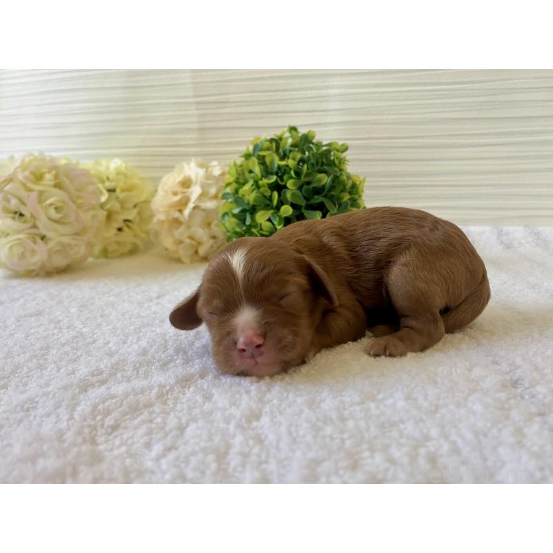 販売中の福岡県のキャバプー:キャバリア×トイプードル-431463の5枚目