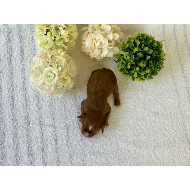 販売中の福岡県のキャバプー:キャバリア×トイプードル-431463の4枚目