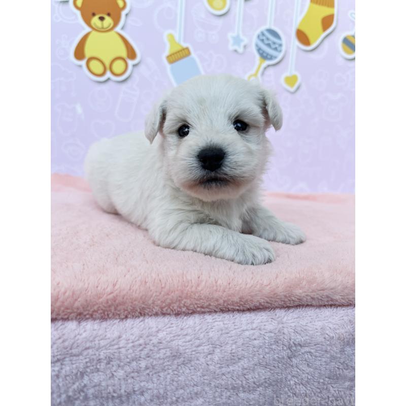 販売中の東京都のミックス犬-431470の6枚目