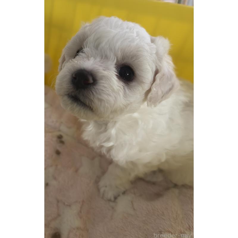 販売中の兵庫県のビションフリーゼ-424200の4枚目