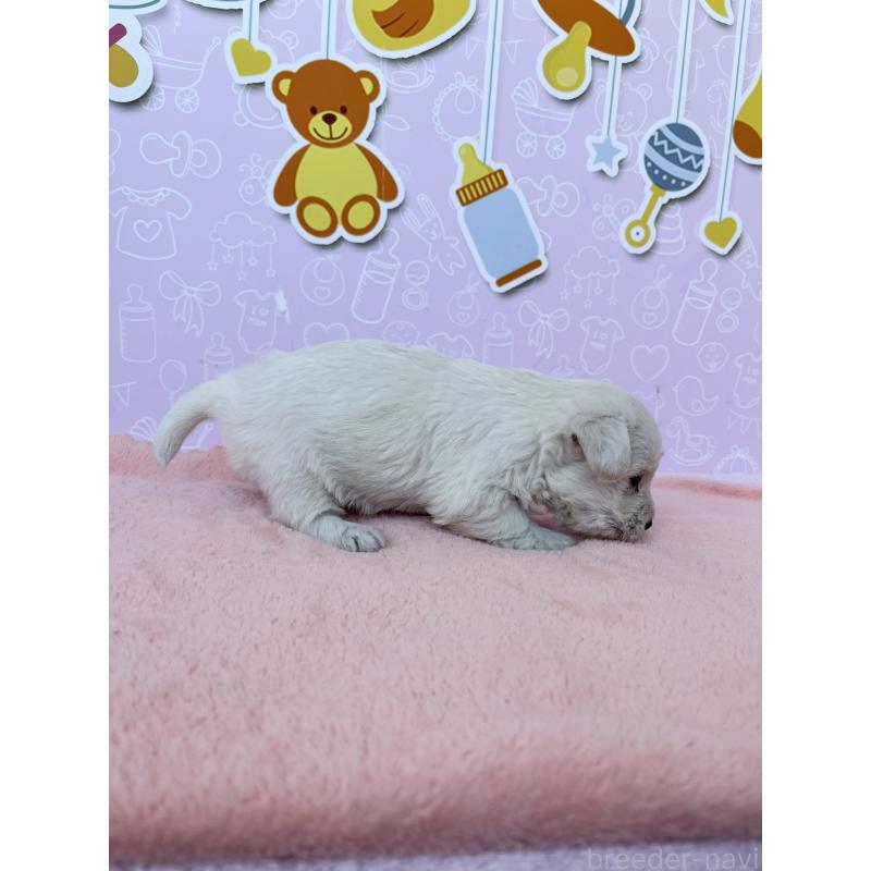 販売中の東京都のミックス犬-431470の5枚目