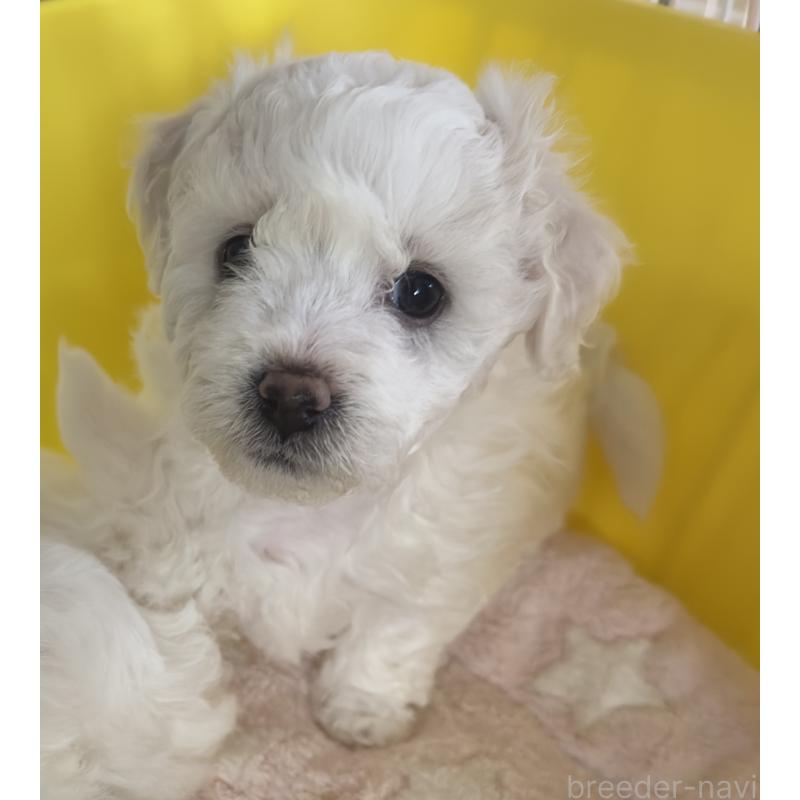 販売中の兵庫県のビションフリーゼ-424200の3枚目