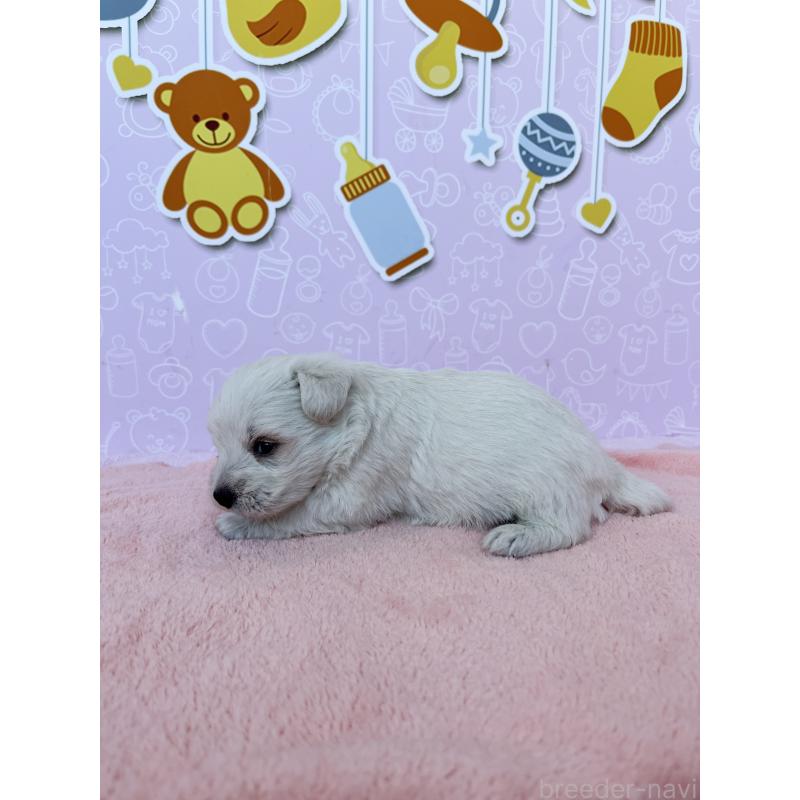 販売中の東京都のミックス犬-431470の4枚目