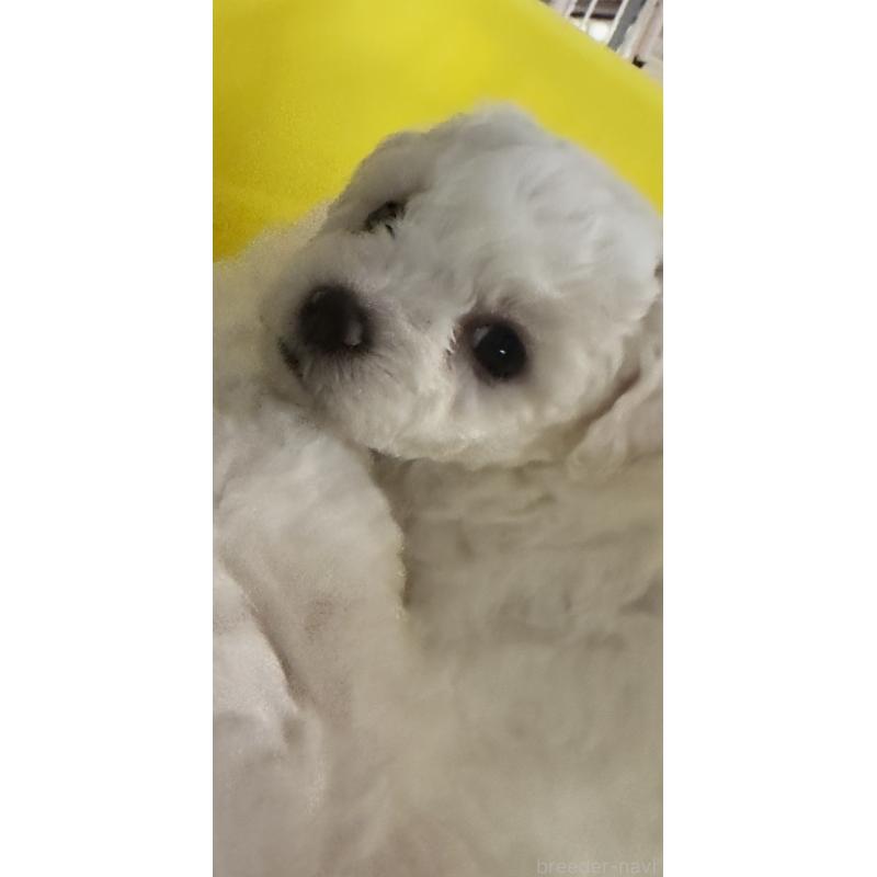 販売中の兵庫県のビションフリーゼ-424200