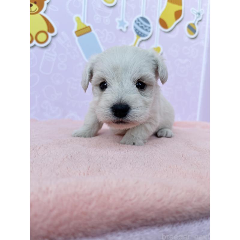 販売中の東京都のミックス犬-431470の3枚目