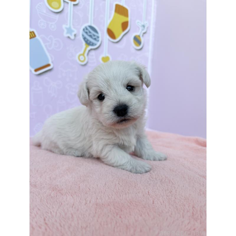 販売中の東京都のミックス犬-431470の2枚目