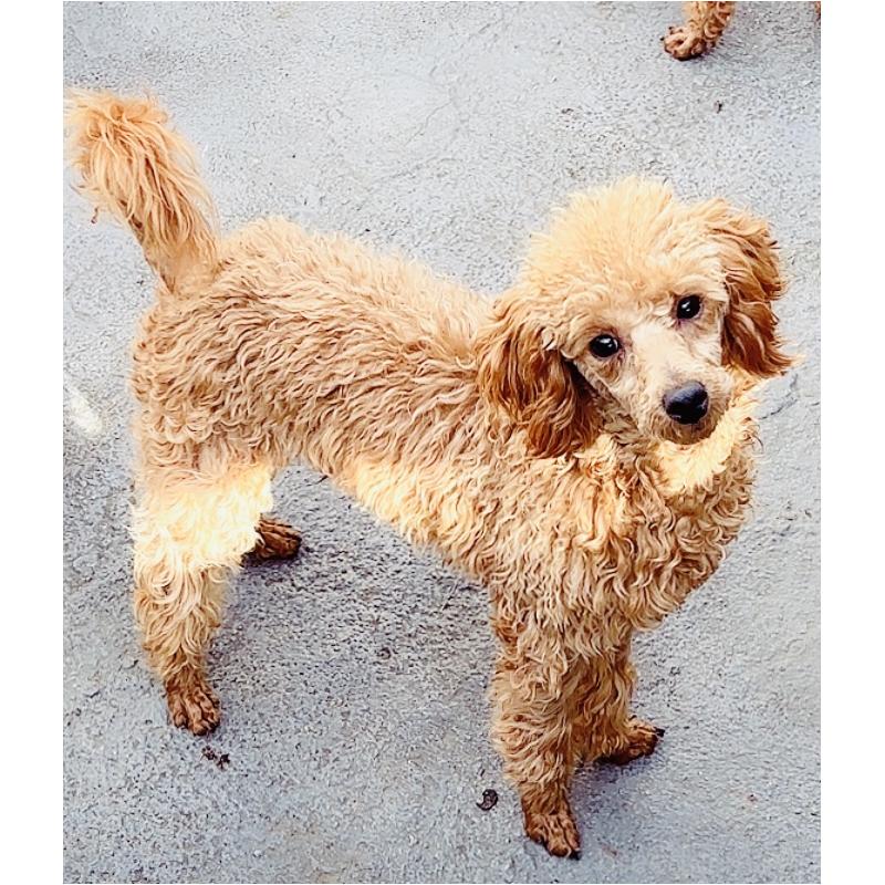 販売中の神奈川県のトイプードル-390479