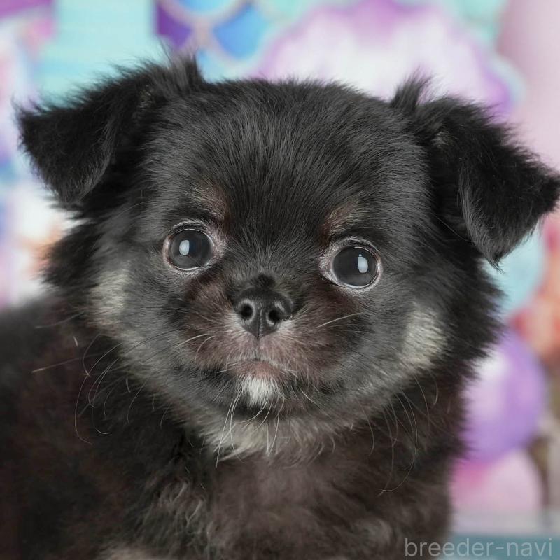 販売中ののチワワ(ロングコート)-431472