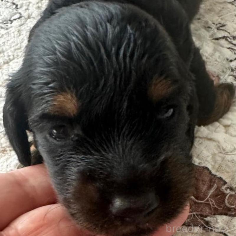 販売中の愛知県のミニチュアダックスフンド(ロングヘアード)-431464の1枚目