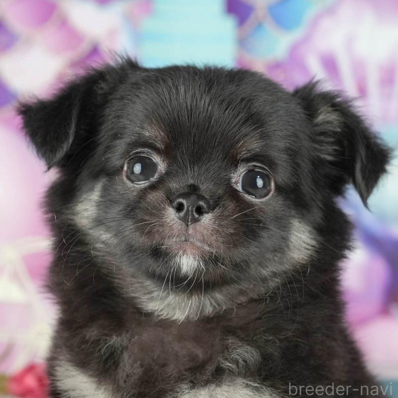 販売中の茨城県のチワワ(ロングコート)-431472の8枚目