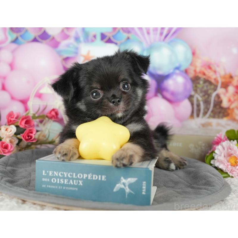 販売中の茨城県のチワワ(ロングコート)-431472の7枚目