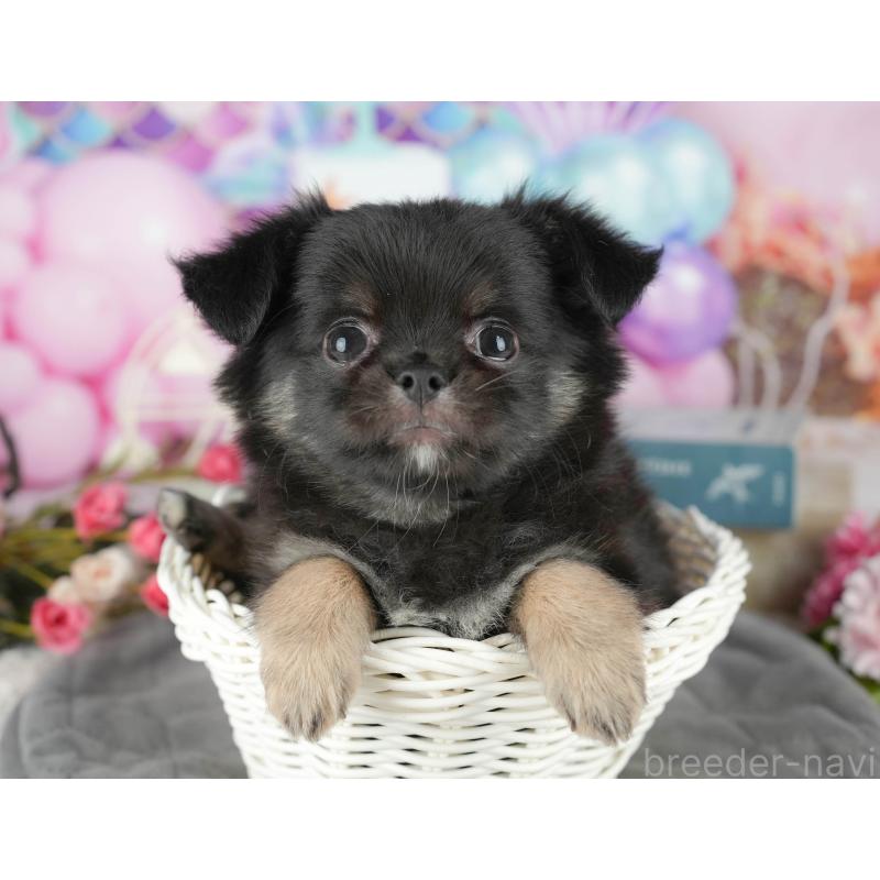 販売中の茨城県のチワワ(ロングコート)-431472の6枚目