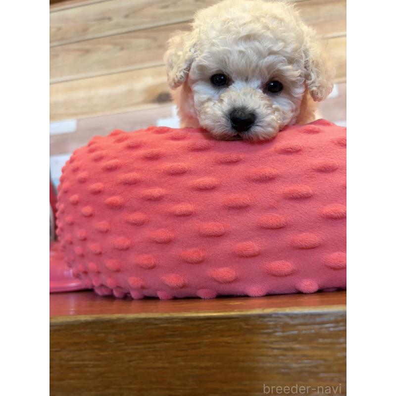 販売中の佐賀県のトイプードル-431467の3枚目