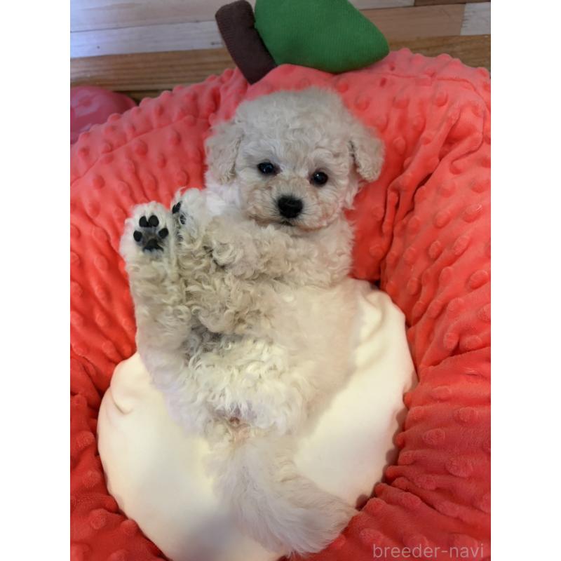 販売中の佐賀県のトイプードル-431467の2枚目