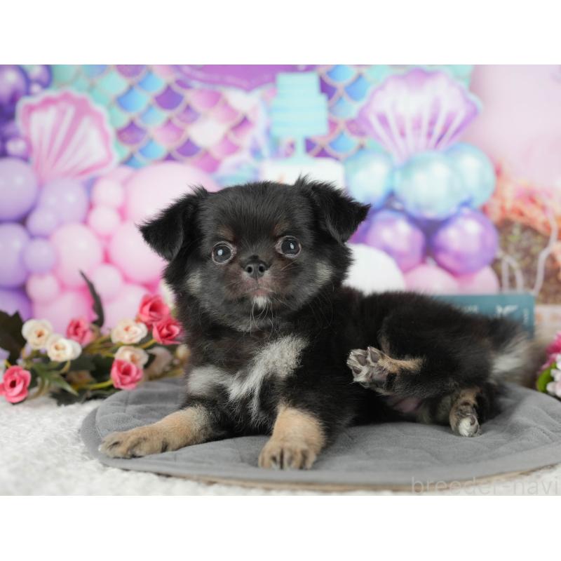 販売中の茨城県のチワワ(ロングコート)-431472の5枚目