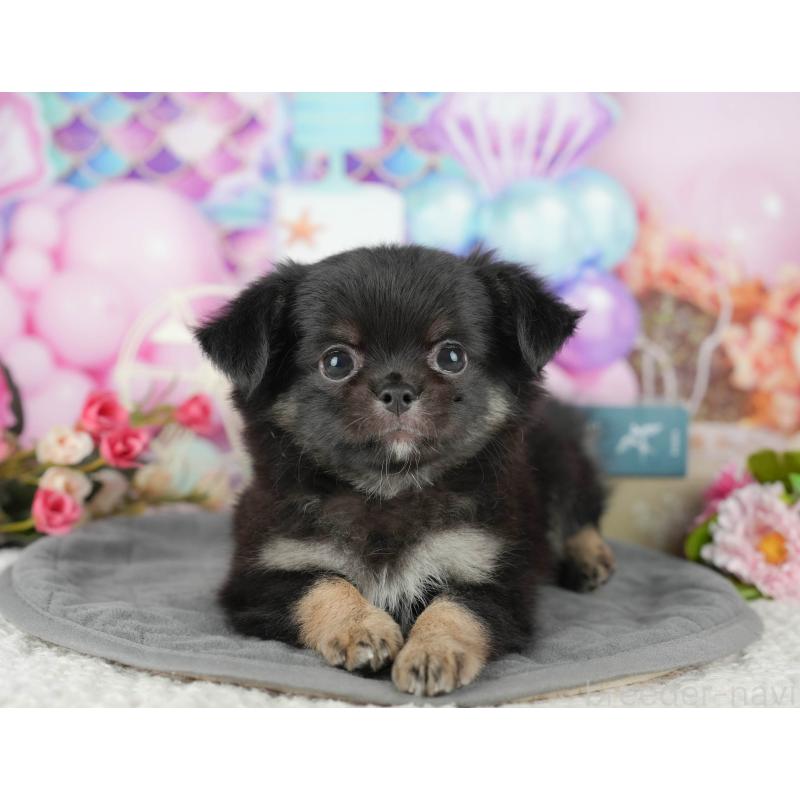 販売中の茨城県のチワワ(ロングコート)-431472の4枚目