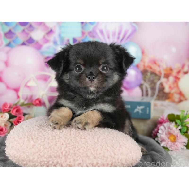 販売中の茨城県のチワワ(ロングコート)-431472の3枚目