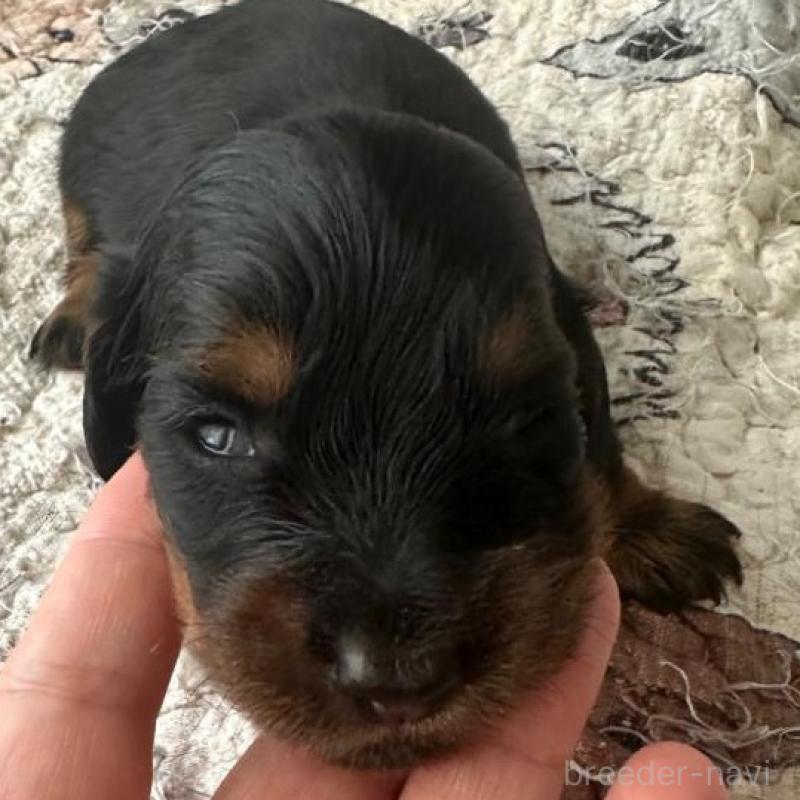 販売中の愛知県のミニチュアダックスフンド(ロングヘアード)-431466