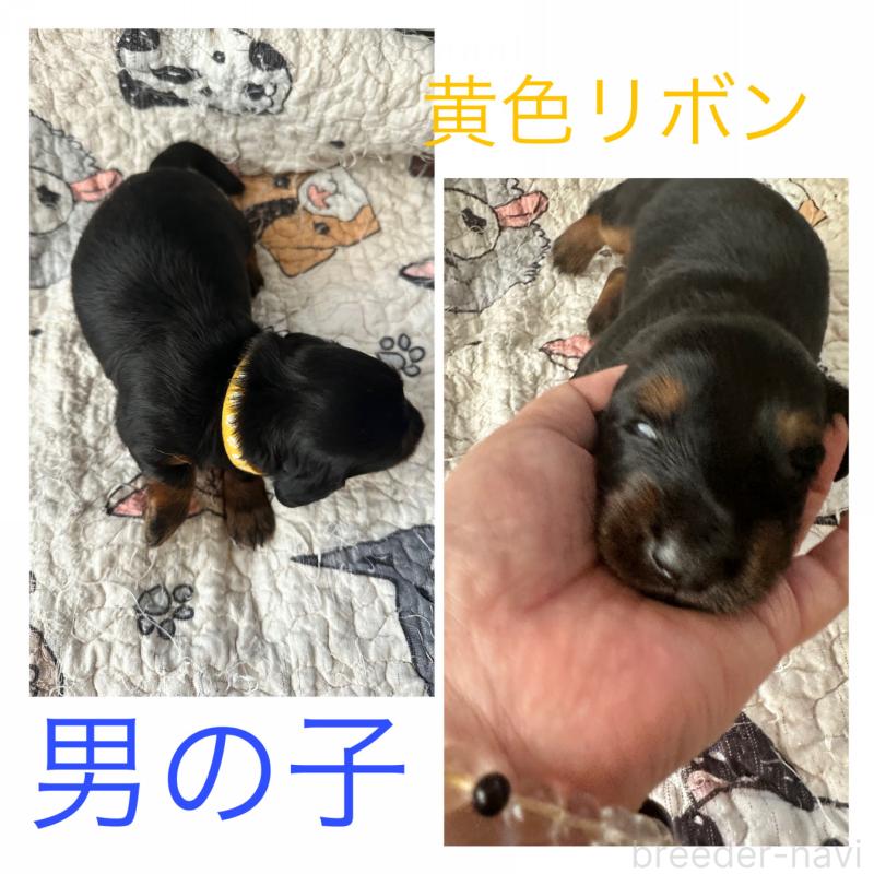 販売中の愛知県のミニチュアダックスフンド(ロングヘアード)-431469の2枚目