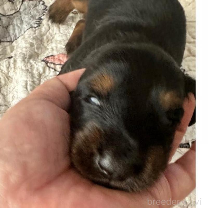 販売中の愛知県のミニチュアダックスフンド(ロングヘアード)-431469