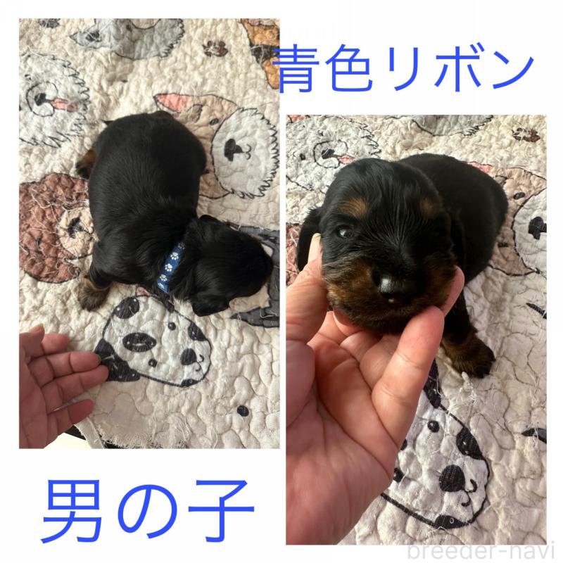 販売中の愛知県のミニチュアダックスフンド(ロングヘアード)-431471の2枚目