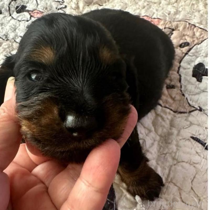 販売中の愛知県のミニチュアダックスフンド(ロングヘアード)-431471の1枚目