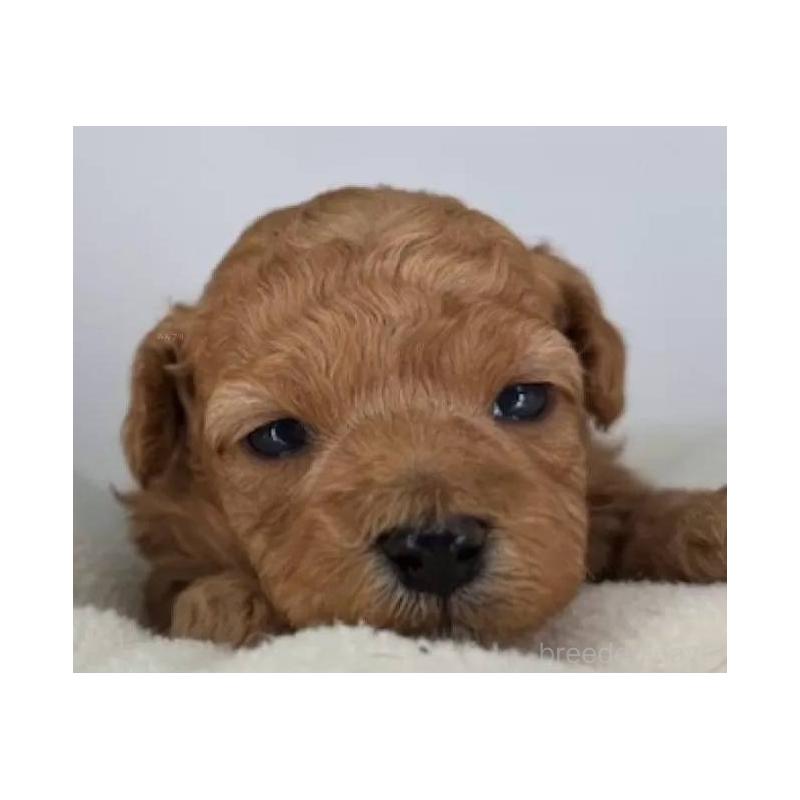 販売中の福島県のマルプー:マルチーズ×トイプードル-431473の4枚目