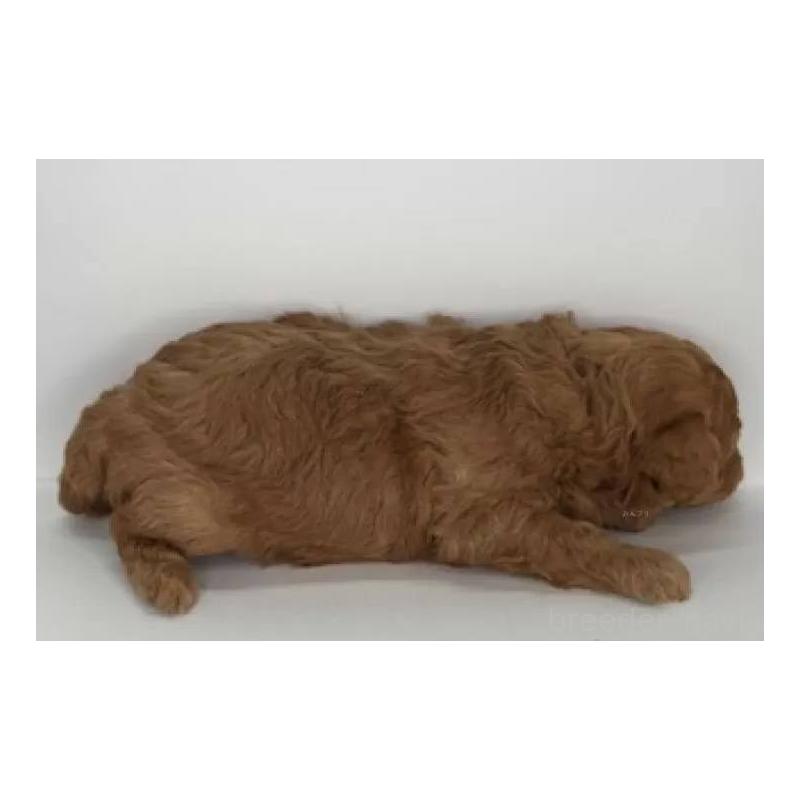 販売中の福島県のマルプー:マルチーズ×トイプードル-431473の5枚目