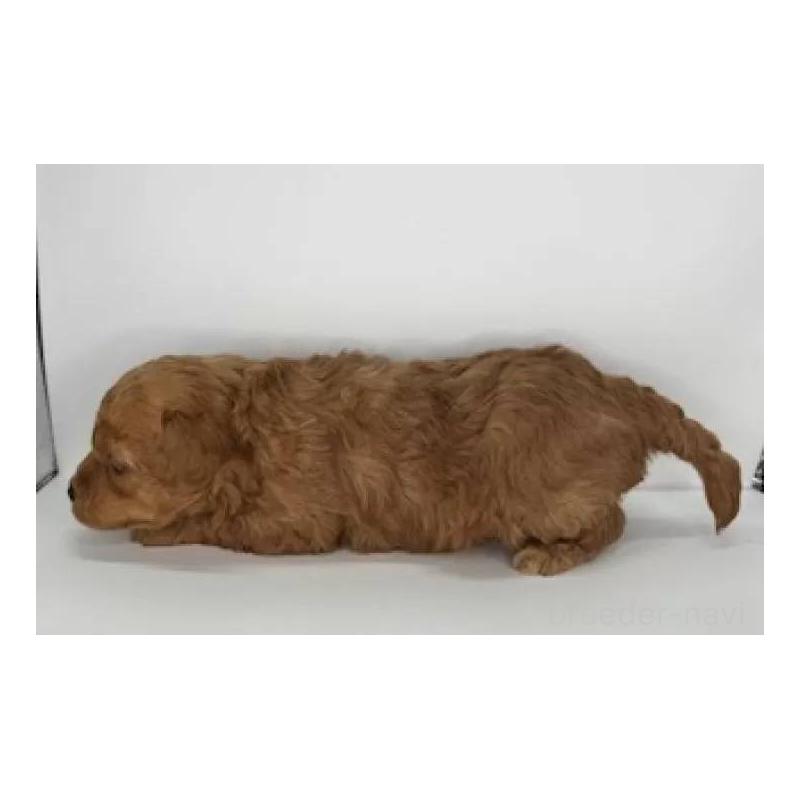 販売中の福島県のマルプー:マルチーズ×トイプードル-431473の2枚目