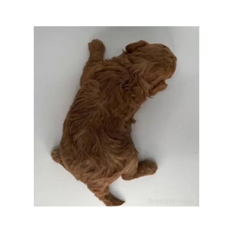 販売中の福島県のマルプー:マルチーズ×トイプードル-431473の3枚目