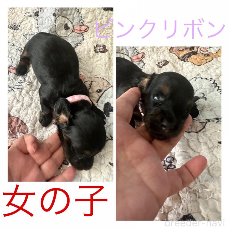 販売中の愛知県のミニチュアダックスフンド(ロングヘアード)-431474の2枚目