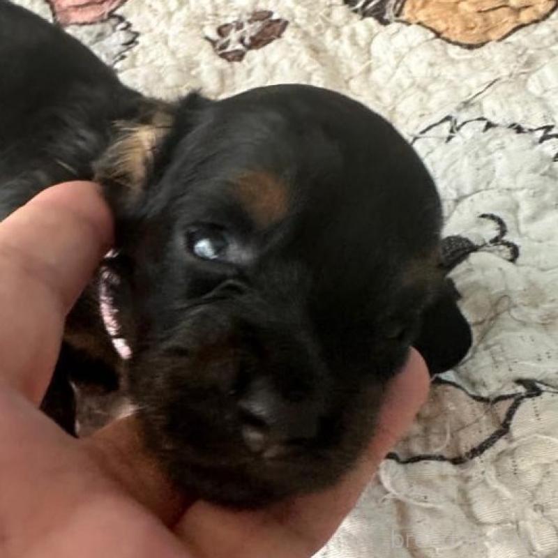 販売中の愛知県のミニチュアダックスフンド(ロングヘアード)-431474