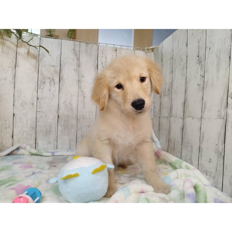 販売中の三重県のゴールデンレトリーバー-431477の5枚目