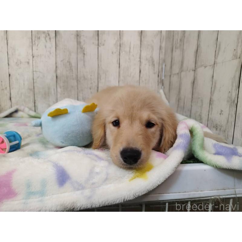 販売中の三重県のゴールデンレトリーバー-431477の4枚目