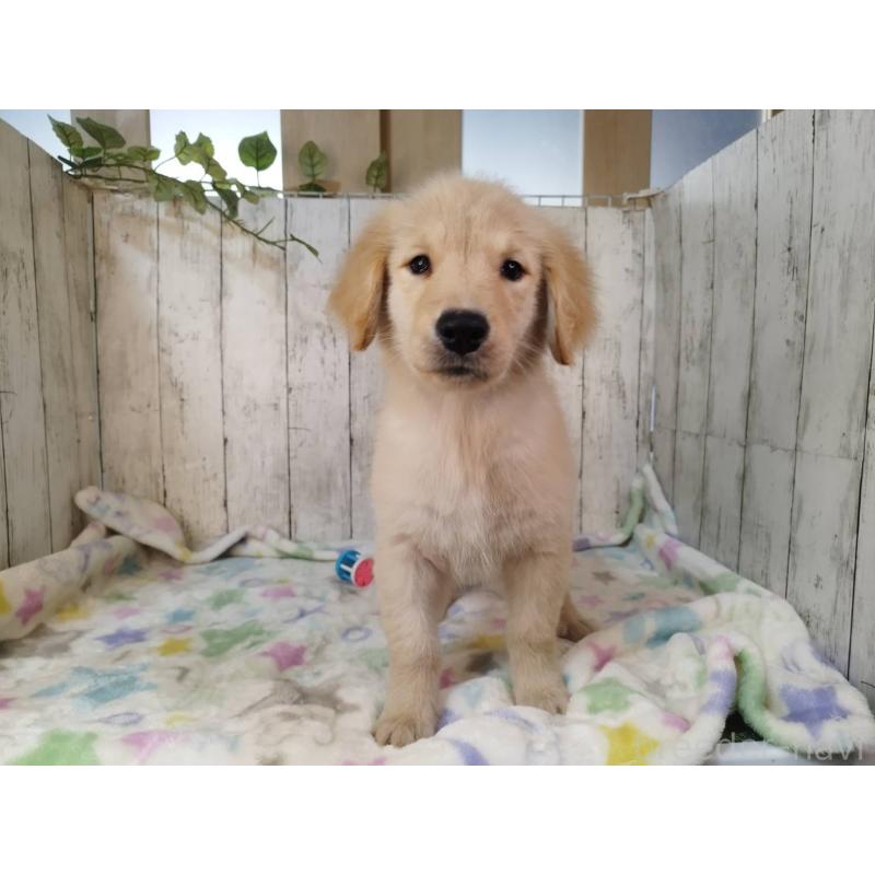 販売中の三重県のゴールデンレトリーバー-431477の3枚目