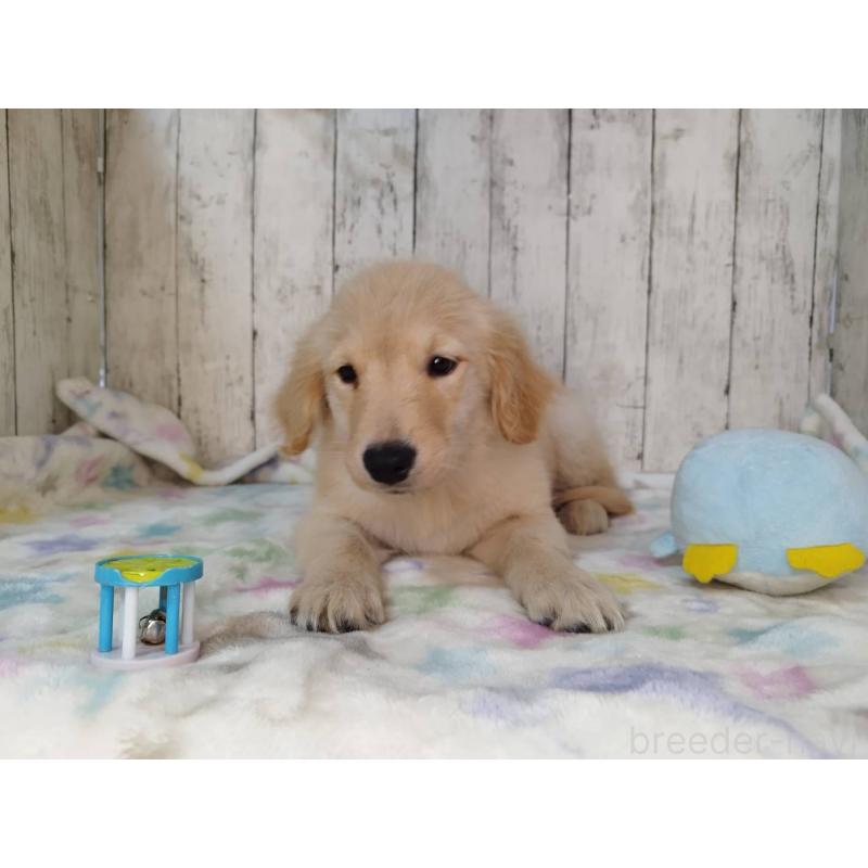 販売中の三重県のゴールデンレトリーバー-431477の2枚目