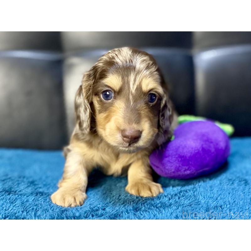 販売中の岐阜県のミニチュアダックスフンド(ロングヘアード)-429421の16枚目